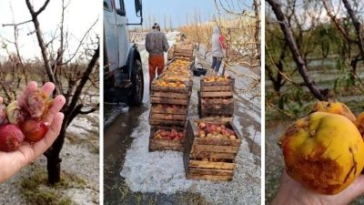 Tormenta devasta producción agrícola en San Rafael, Mendoza