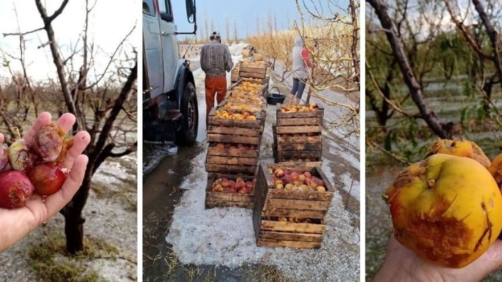 Tormenta devasta produccin agrcola en San Rafael, Mendoza