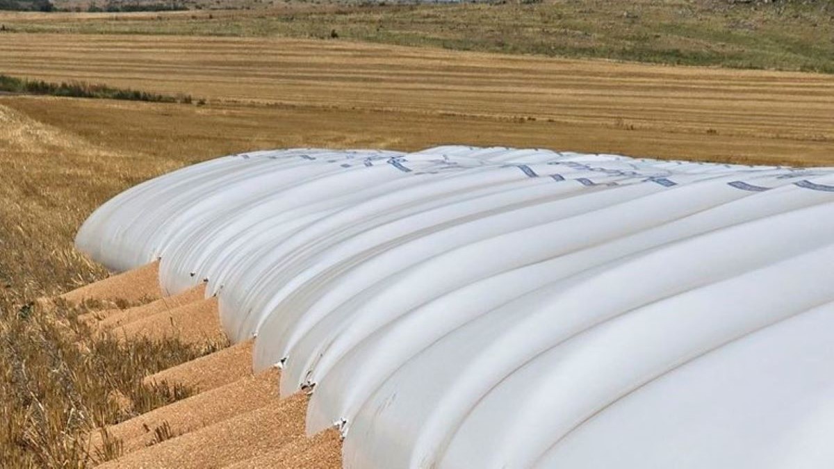 Jabalíes atacaron en Tandil un silobolsa que contenía unos 240.000 kilos de trigo