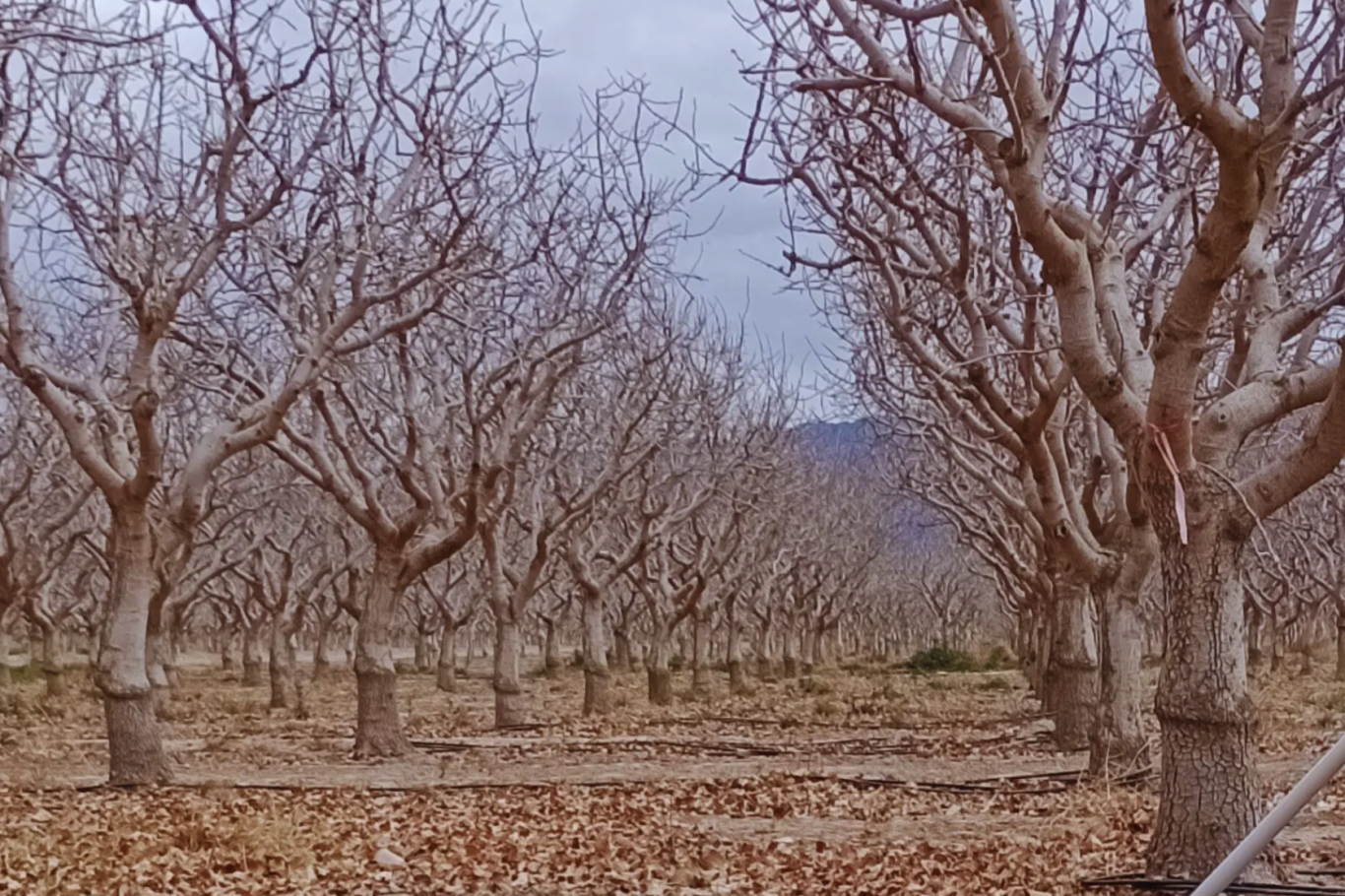 El INTA presenta la primera zonificación agroclimática del pistachero en Argentina