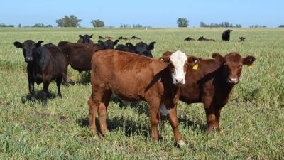 Vacunación antiaftosa: advierten una caída en el stock ganadero de 9 de Julio