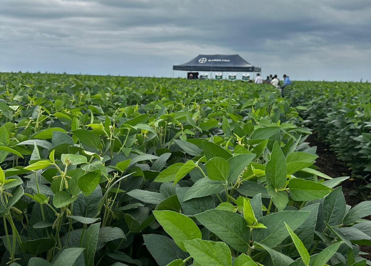 Biotecnología Agrícola en 2024 en America Latina: Avances, regulaciones y premios Nobel