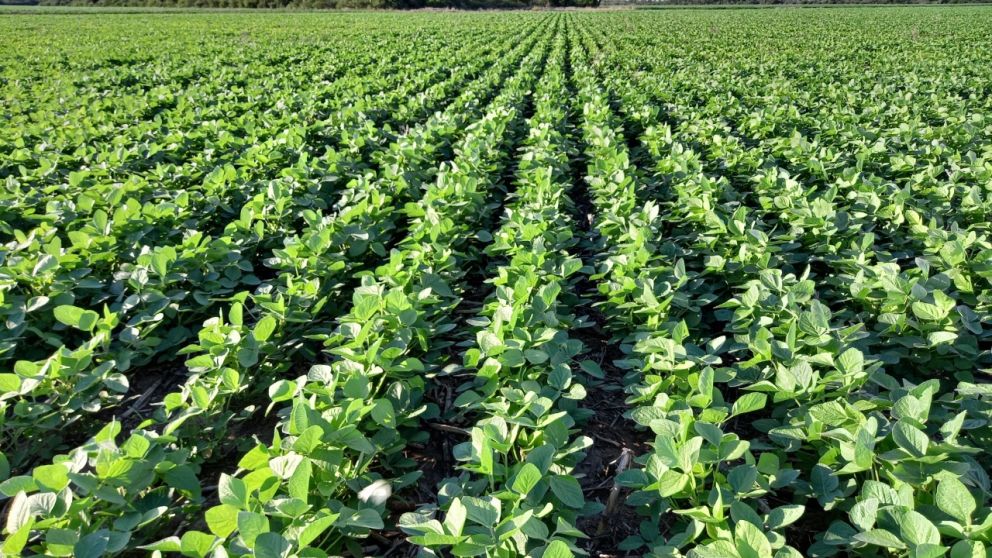 Efecto sequa y ola de calor: recortan las estimaciones de la cosecha de soja y maz