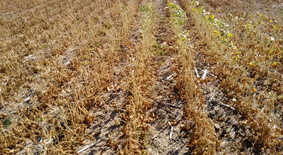 El impacto de la ola de calor: alertas naranjas en varias provincias y cuándo se espera el alivio