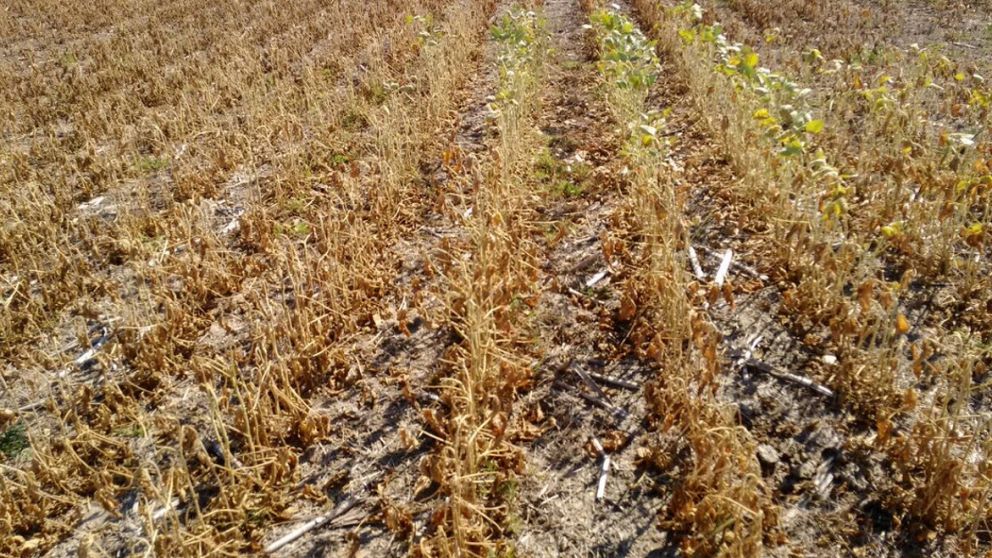 El impacto de la ola de calor: alertas naranjas en varias provincias y cundo se espera el alivio