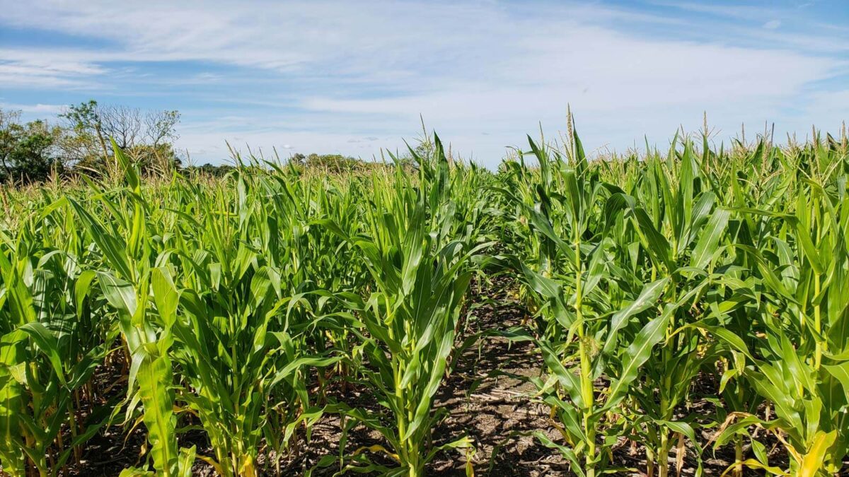 USDA establece nuevas normas para cultivos climáticamente inteligentes en biocombustibles
