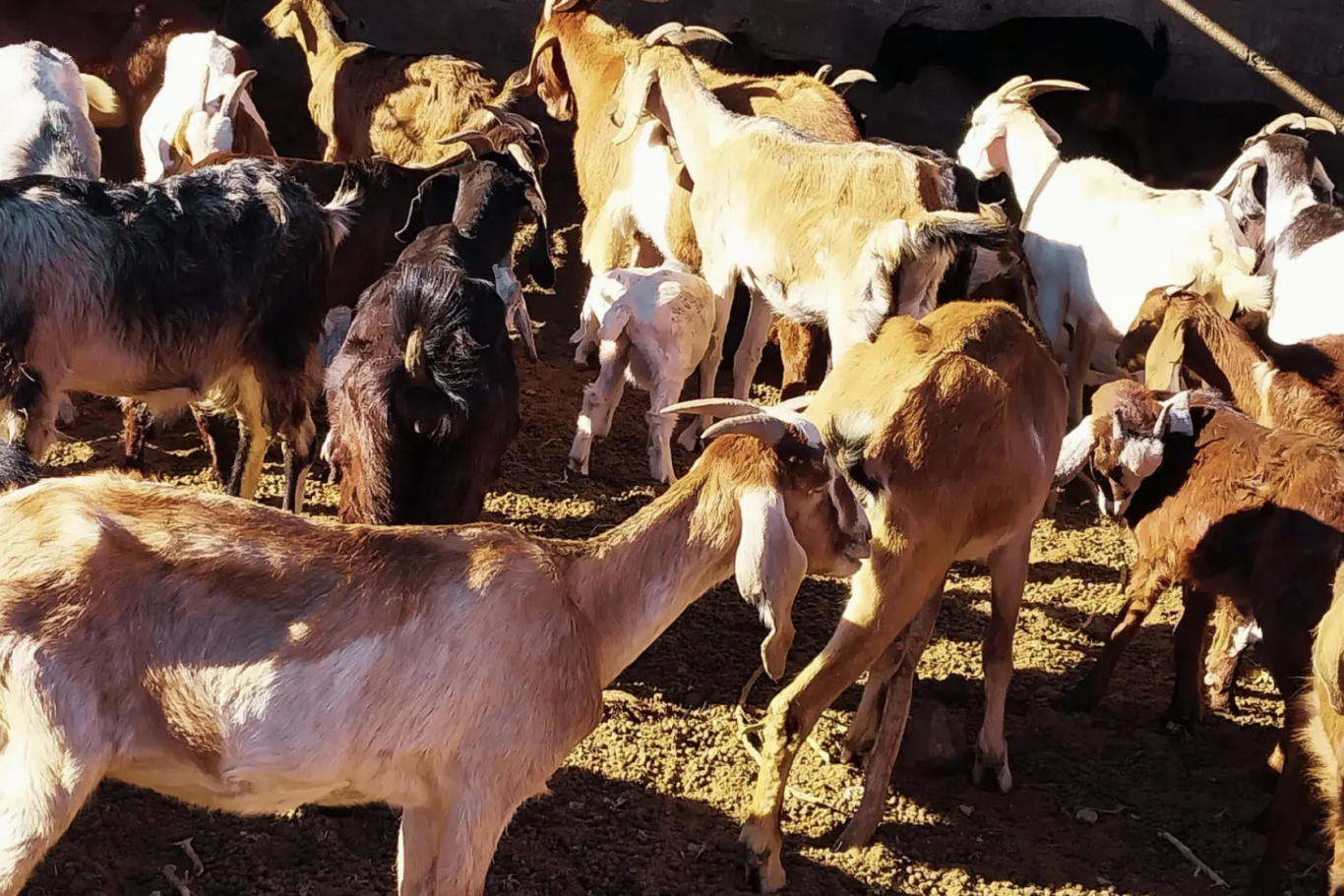 Zampa: la planta clave para suplementar cabras en La Rioja durante el invierno