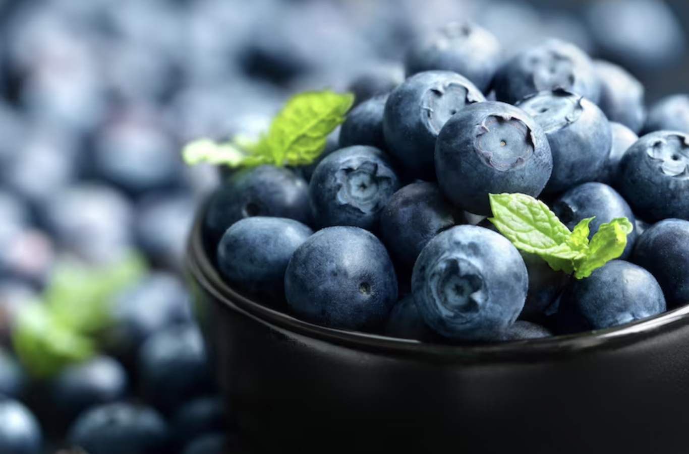 Arándanos ecuatorianos llegan a Dubái: una nueva oportunidad para Nobis Fruit Company