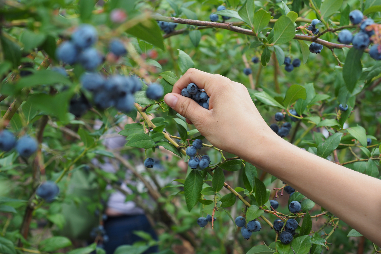 Latinoamérica, clave en el comercio agropecuario global: frutas, cacao y café lideran las exportaciones en 2025