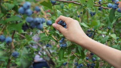 Latinoamérica, clave en el comercio agropecuario global: frutas, cacao y café lideran las exportaciones en 2025