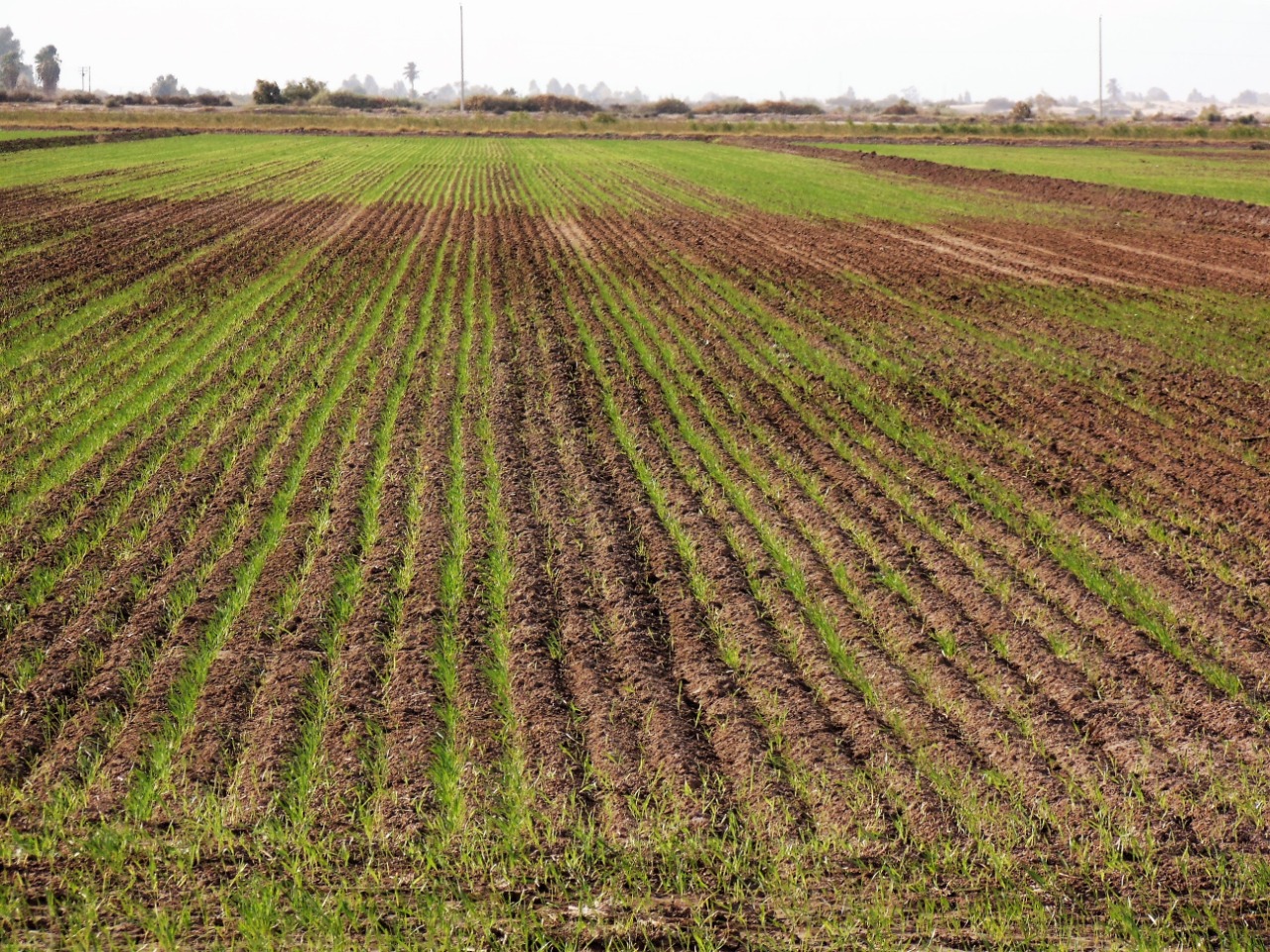 La alarmante caída de tierras sembradas en Venezuela: Fedeagro pide soluciones urgentes