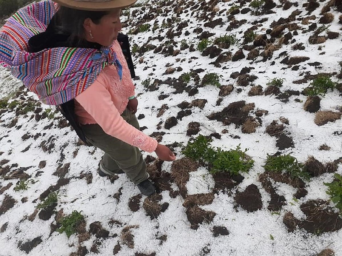 Perú activa Seguro Agrícola Catastrófico en Yauyos por heladas: apoyo de hasta S/800 por hectárea
