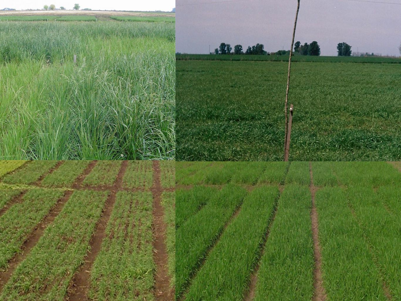 Pasturas perennes, verdeos y cultivos de cobertura: pilares clave para la ganadería en Argentina