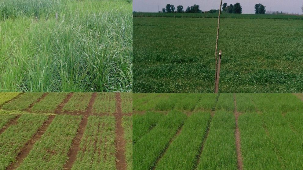 Pasturas perennes, verdeos y cultivos de cobertura: pilares clave para la ganadera en Argentina