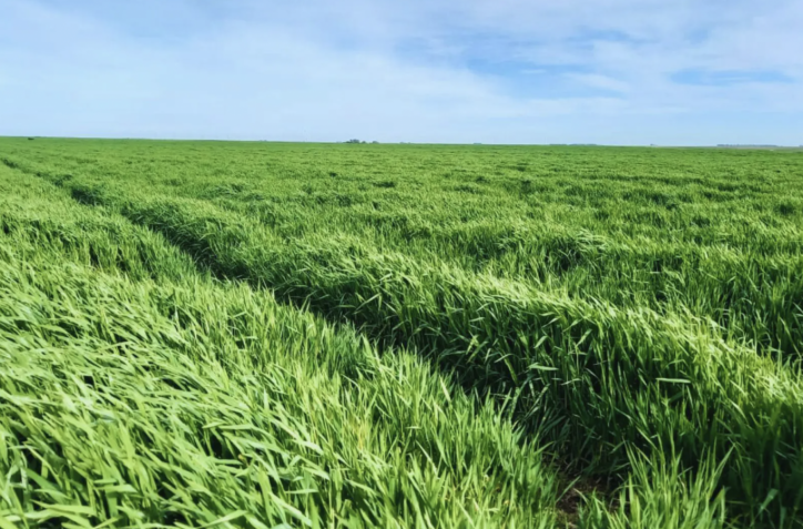 Lanzan Nacira INTA: una nueva cebada forrajera que revoluciona la producción ganadera