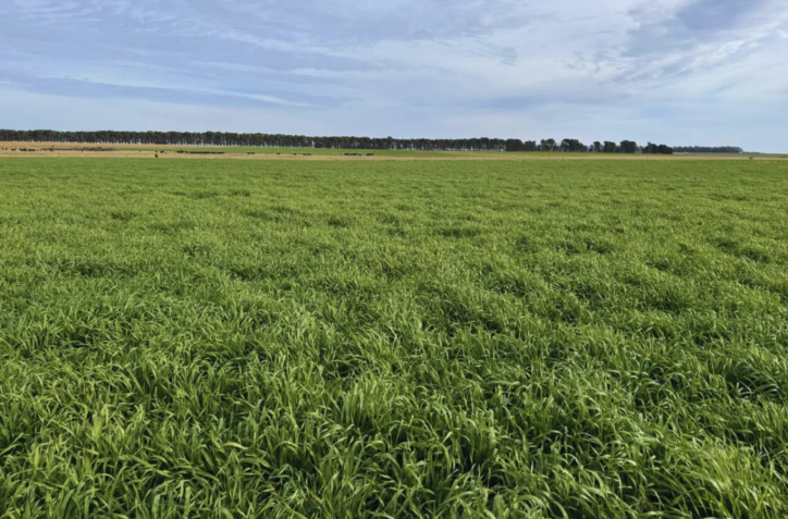 Lanzan Nacira INTA: una nueva cebada forrajera que revoluciona la producción ganadera