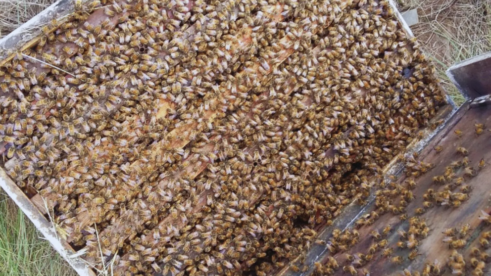 Evaluacin de Parmetros Productivos en Abejas Reinas Adaptadas Regionalmente: Avances en San Luis y La Pampa