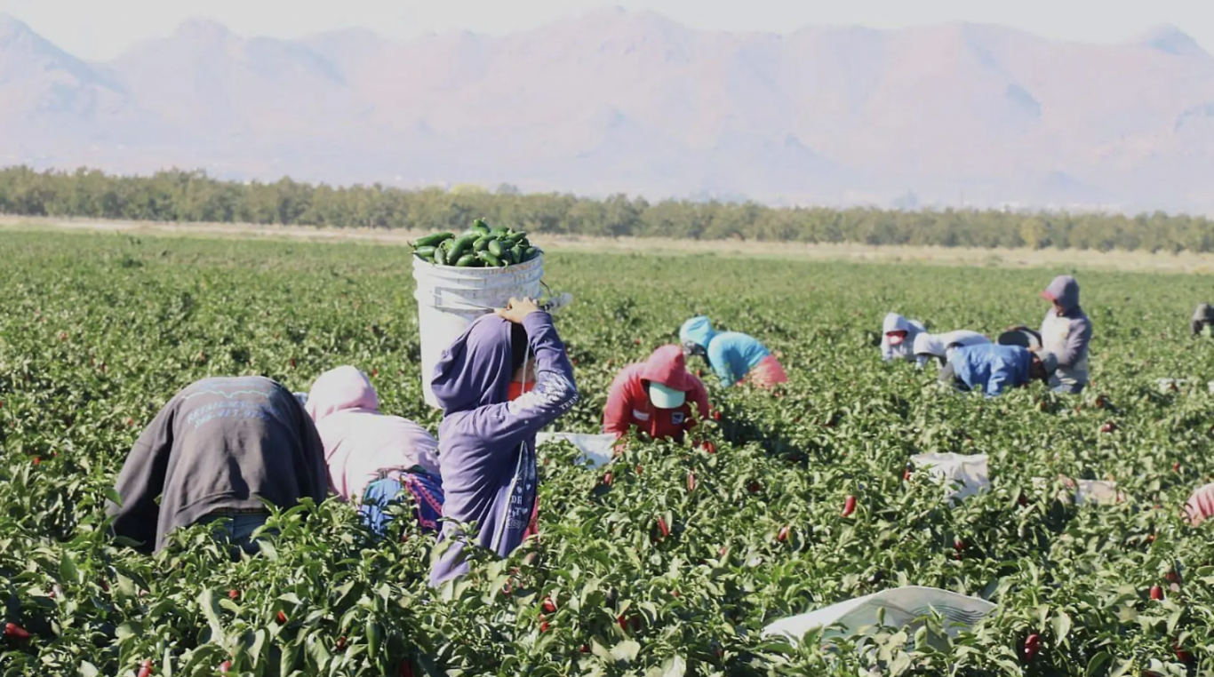 Productores mexicanos temen los efectos de los aranceles de Trump: precios más altos y desestabilización económica