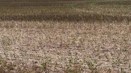 Baja de retenciones: Alivio para el campo, pero la letra chica incomoda al mercado