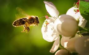 Abejas robóticas: la nueva revolución en la polinización agrícola