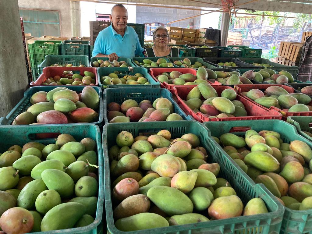 Midagri recomienda suspender la siembra de mango durante tres años para controlar la sobreproducción