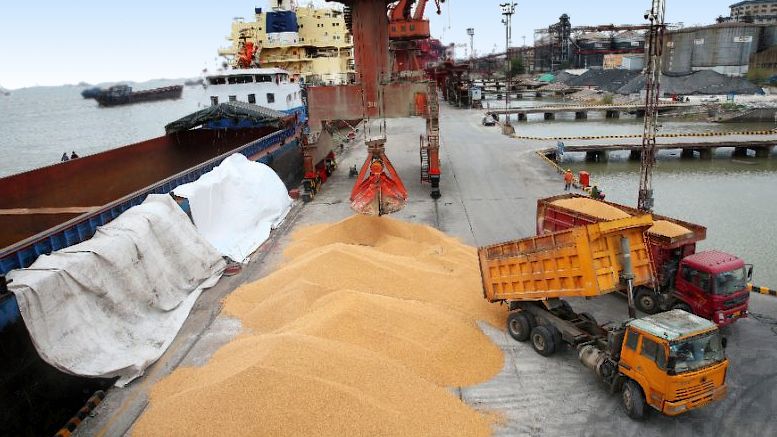 Maíz lidera las ventas en el mercado local mientras la soja alcanza los $310.000: incertidumbre por aranceles de Trump y clima en Sudamérica