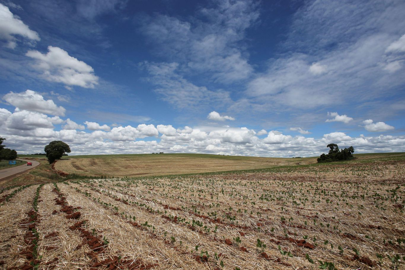 Pronóstico climático desalentador: Lluvias escasas y calor intenso amenazan la cosecha