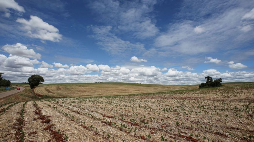 La siembra de maz entra en su etapa final mientras la produccin se mantiene en 49 millones de toneladas