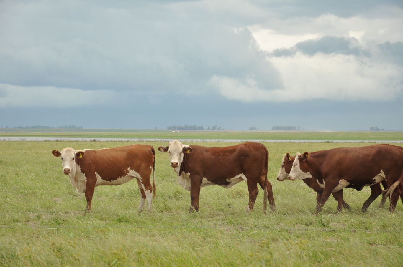 Novillo Mercosur: precios en alza y récords históricos en Estados Unidos