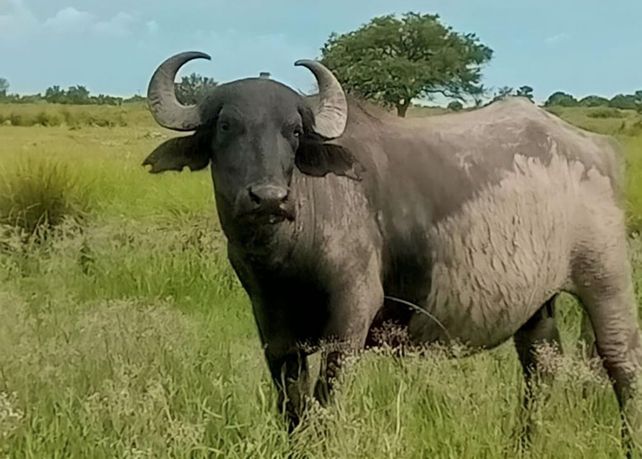 Carne de búfalo: una alternativa nutritiva y saludable según estudio del INTA