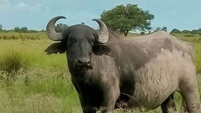 Carne de búfalo: una alternativa nutritiva y saludable según estudio del INTA