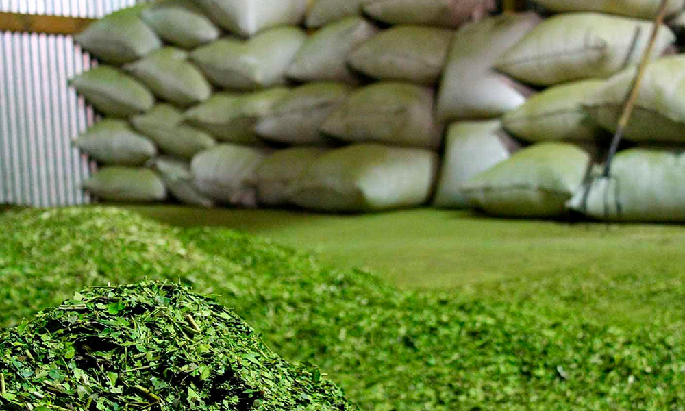 Más de 49 millones de kilos  de yerba mate salieron de molinos en el primer bimestre