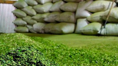 Más de 49 millones de kilos  de yerba mate salieron de molinos en el primer bimestre