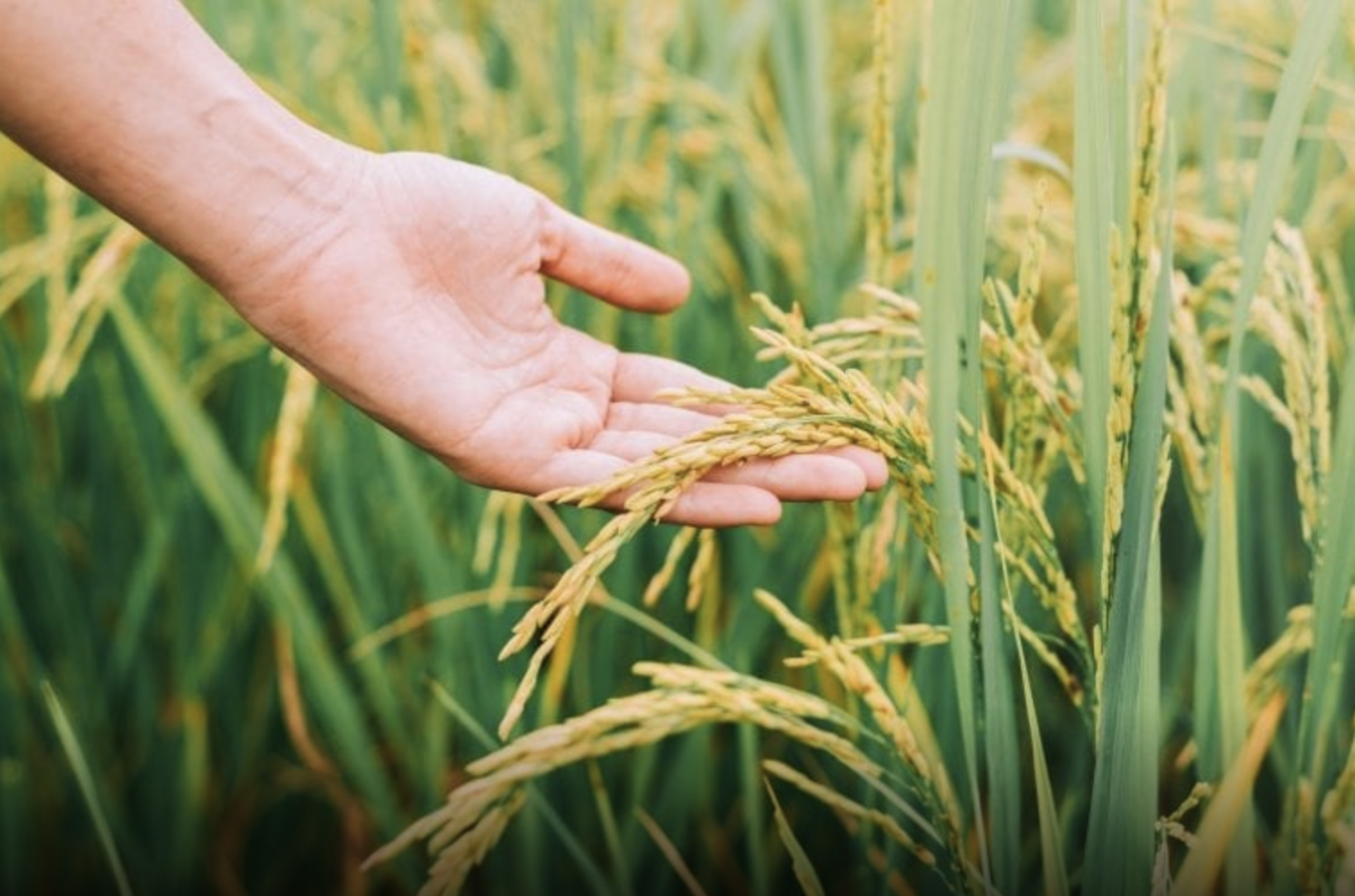 Guárico fortalece su liderazgo agrícola con aumento en la producción de rubros clave