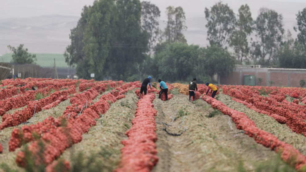 Per proyecta exportaciones agrcolas por US$ 40,000 millones para 2040