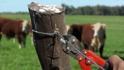 Robo de ganado en Salto: sustrajeron 33 bovinos de un campo