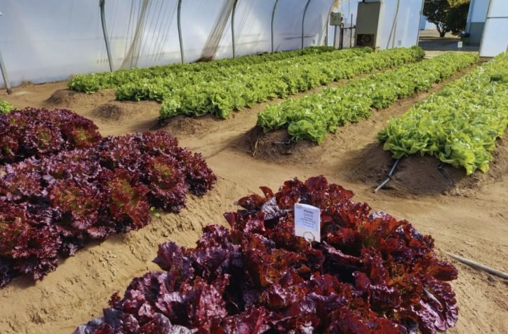 Innovación y tecnología impulsan la horticultura en La Pampa