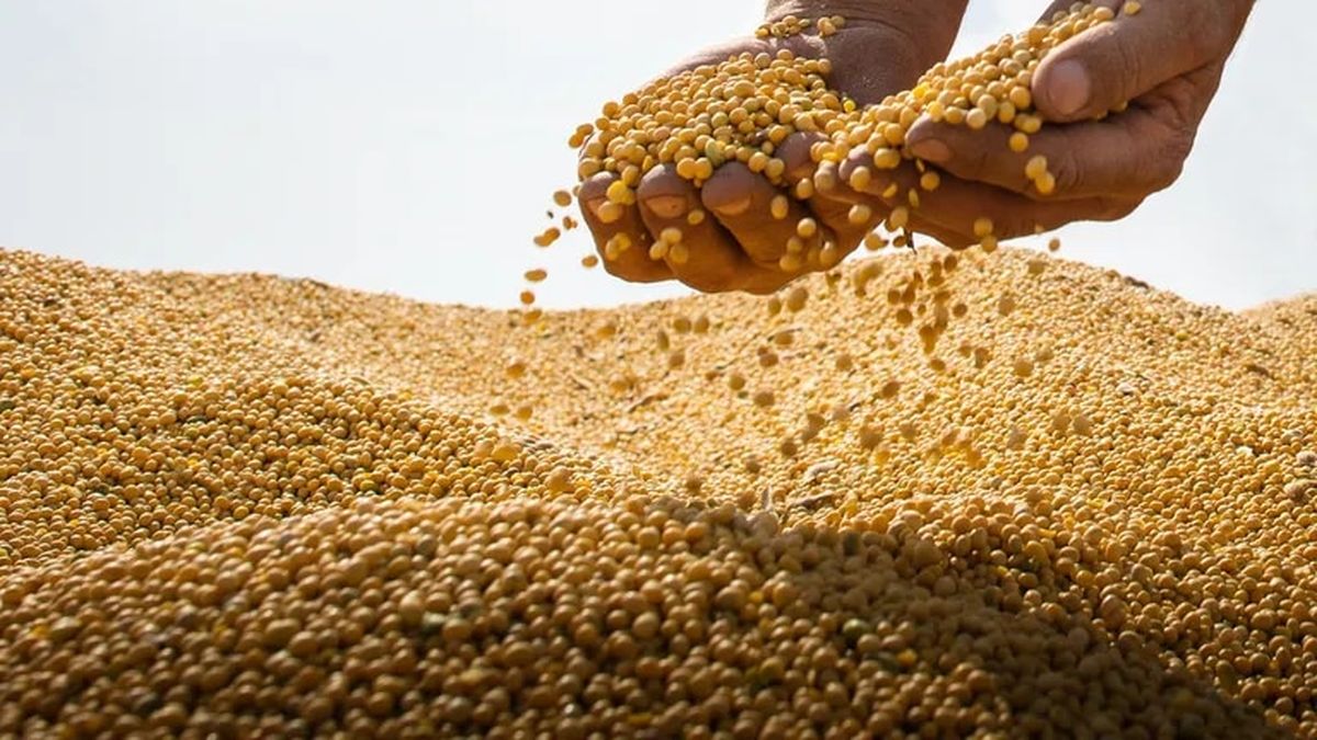 El rebote de la soja impulsa al mercado y el maíz se fortalece con el petróleo: trigo cede por clima favorable