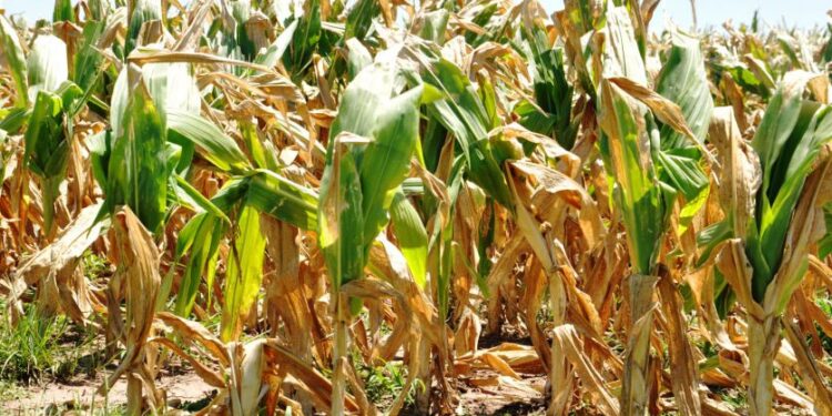 Preocupación en el Norte Grande por la sequía y el impacto en el agro