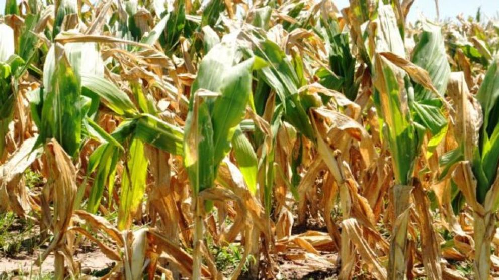 Preocupacin en el Norte Grande por la sequa y el impacto en el agro