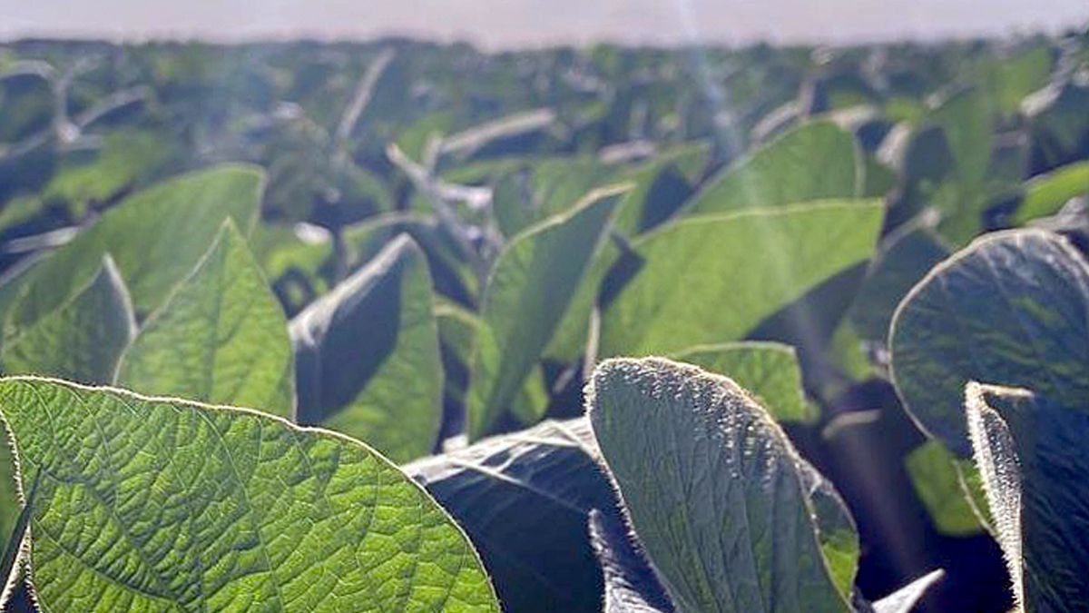 Soja en $320.000: Oportunidades de venta y estrategias para los productores