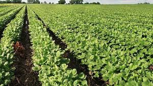 Soja en $320.000: Oportunidades de venta y estrategias para los productores