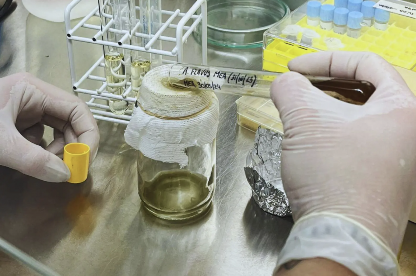 Científicos argentinos desarrollan un fungicida natural a partir de una planta nativa para proteger granos almacenados