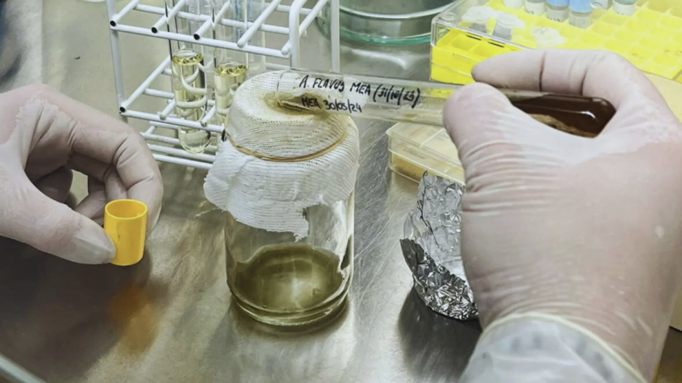 Cientficos argentinos desarrollan un fungicida natural a partir de una planta nativa para proteger granos almacenados