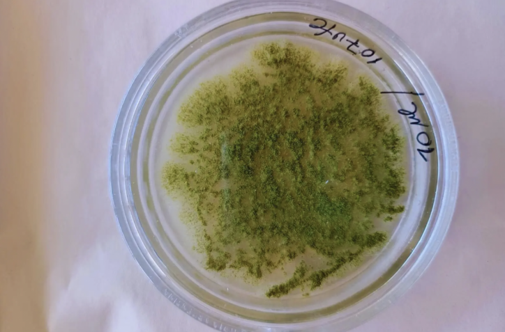 Científicos argentinos desarrollan un fungicida natural a partir de una planta nativa para proteger granos almacenados