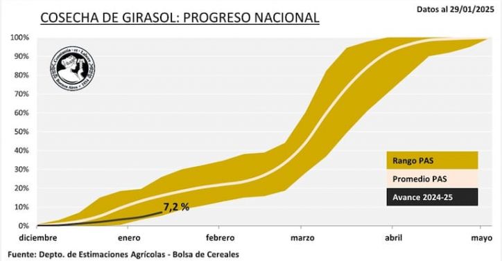 El girasol sorprende con un fuerte avance en la zona núcleo, impulsado por la caída de alquileres y el temor a la chicharrita