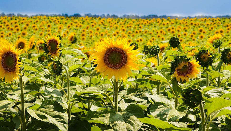 El girasol sorprende con un fuerte avance en la zona núcleo, impulsado por la caída de alquileres y el temor a la chicharrita