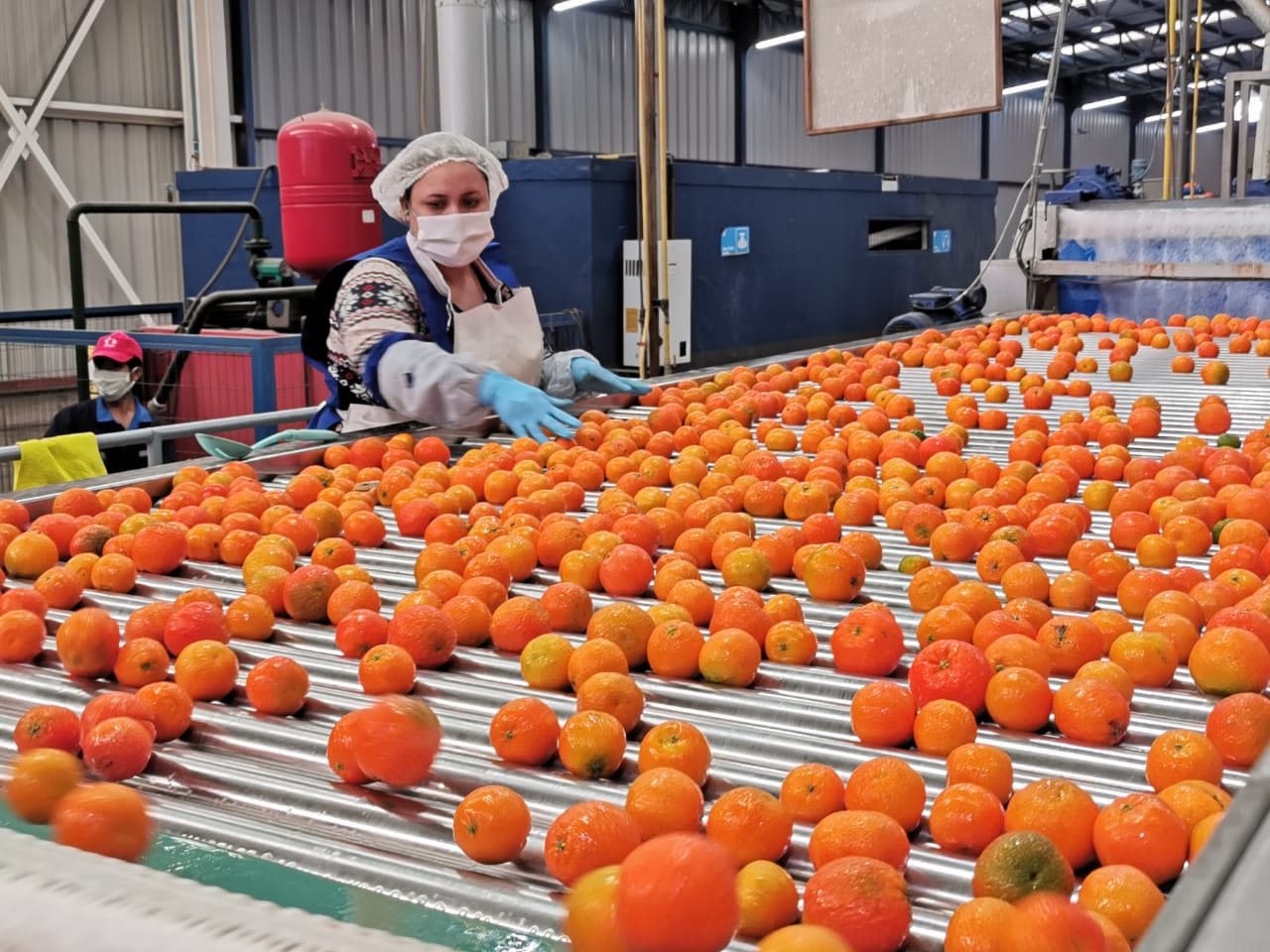 Exportaciones de cítricos chilenos registran leve caída en 2024 por impacto climático