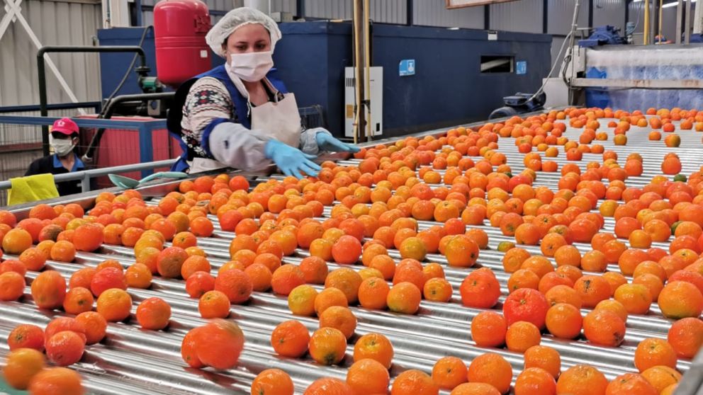 Exportaciones de ctricos chilenos registran leve cada en 2024 por impacto climtico