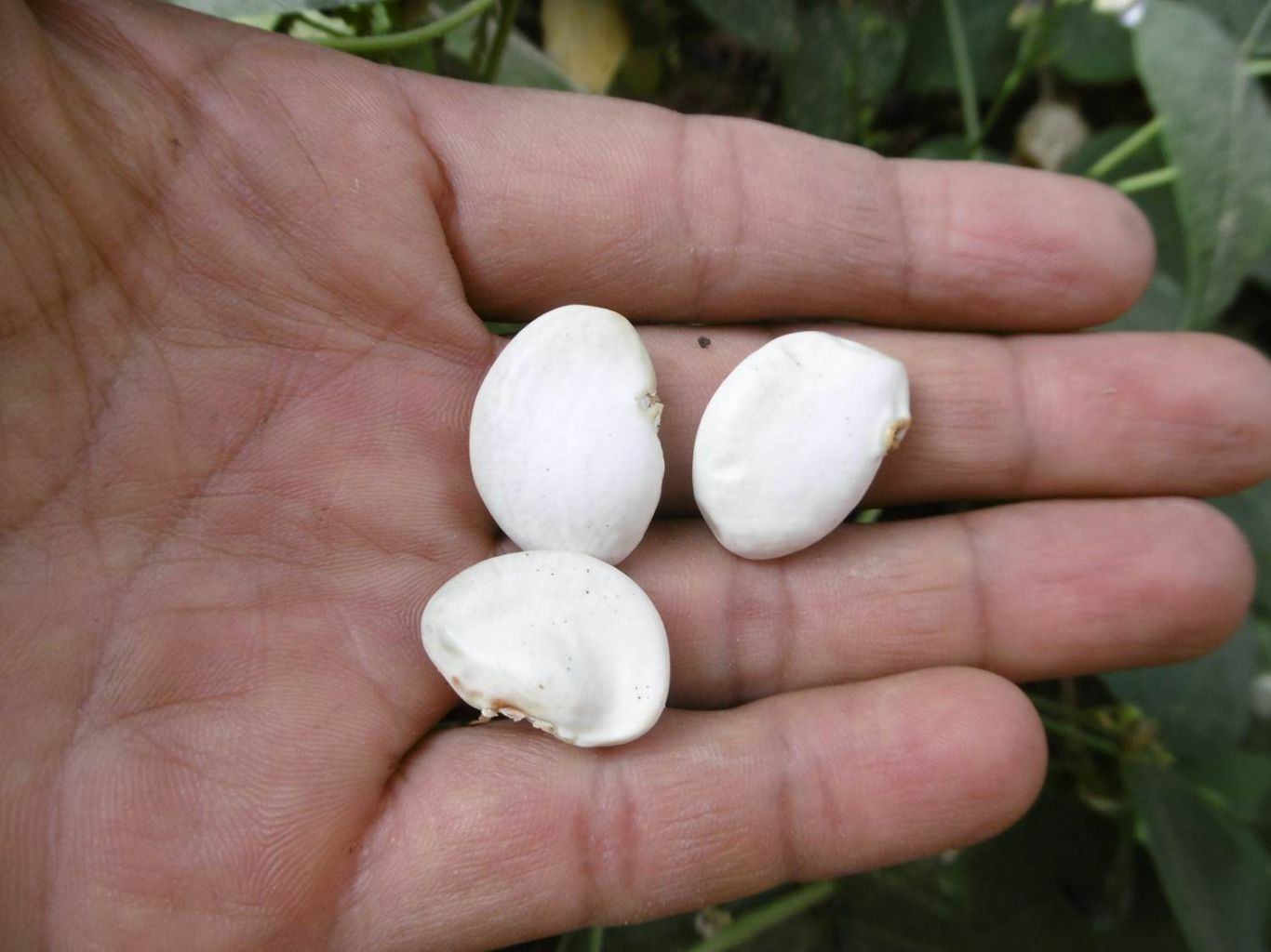  Producción agropecuaria peruana creció 4.9% en 2024, impulsada por mejores condiciones climáticas